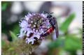 Lasioglossum calceatum (cfr.)